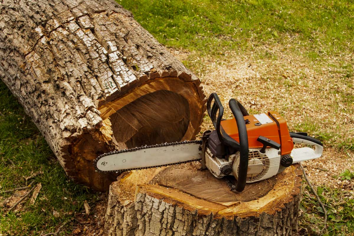 Cпил дерева целиком с падением ствола в указанное место