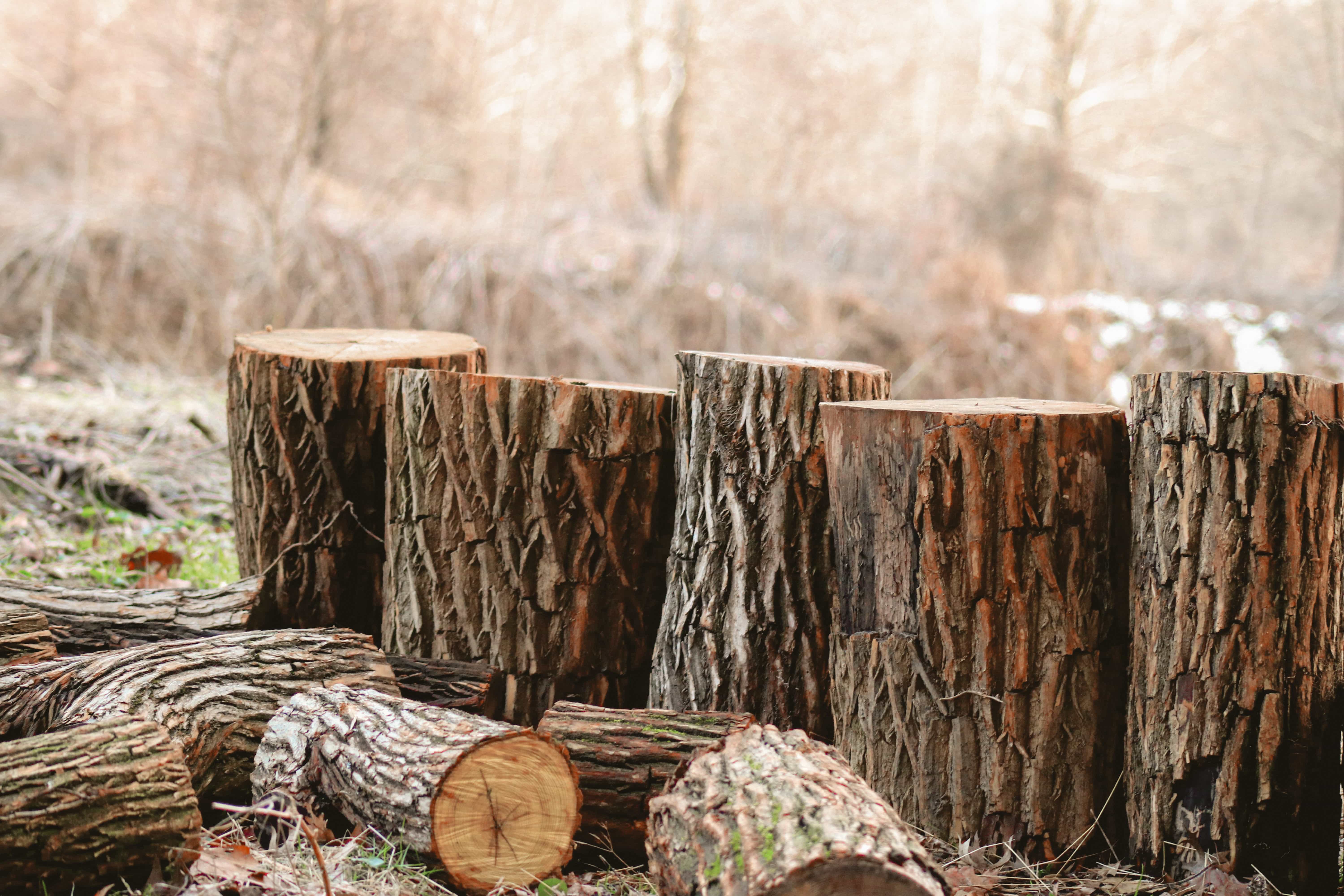 Распиловка ствола на дрова