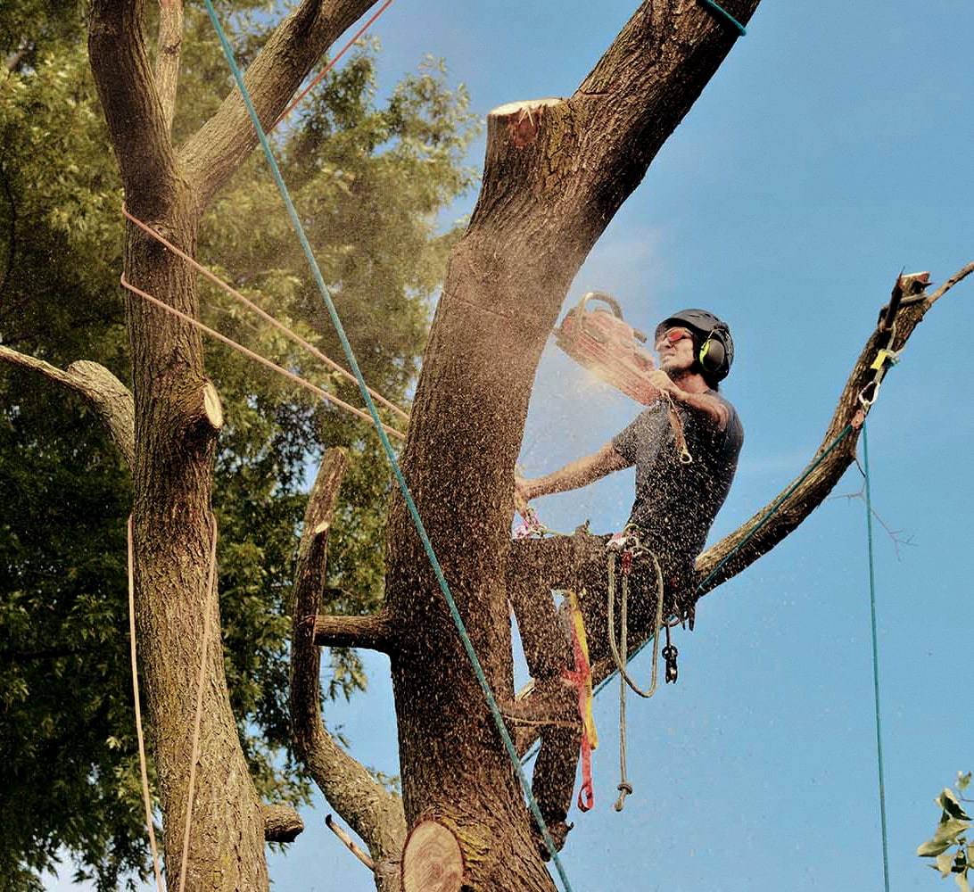 person cutting a tree